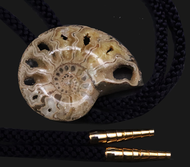 これであなたもカウボーイ!?本物のアンモナイト(Ammonite)を使ったループタイ(その1)