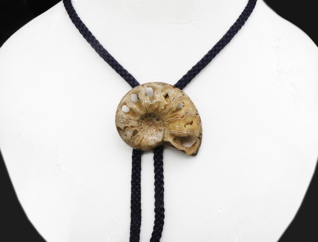 これであなたもカウボーイ!?本物のアンモナイト(Ammonite)を使ったループタイ(その2)