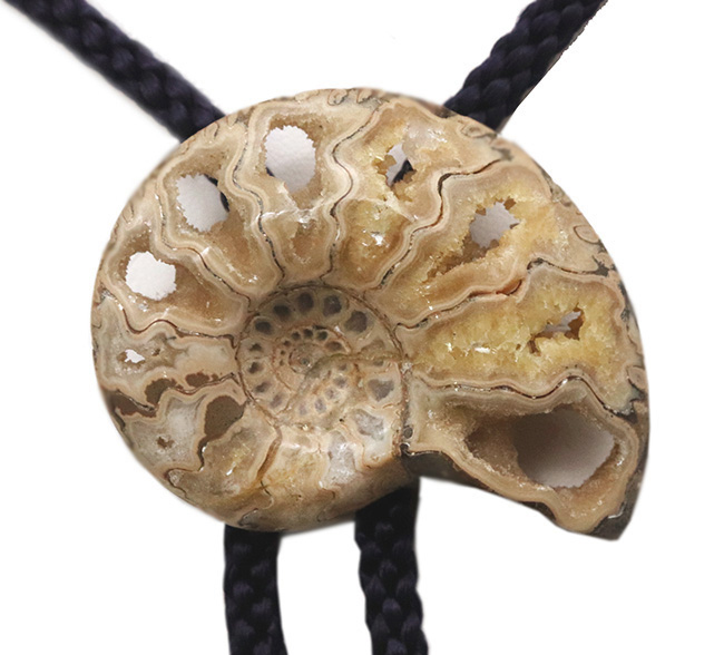 これであなたもカウボーイ!?本物のアンモナイト(Ammonite)を使ったループタイ(その3)