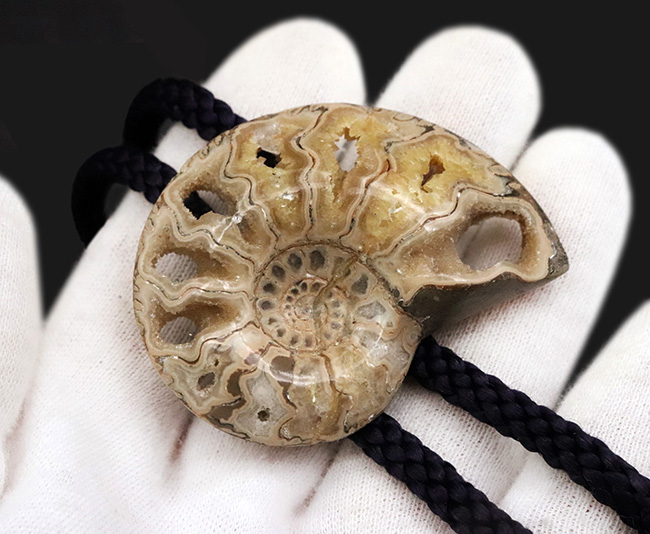 これであなたもカウボーイ!?本物のアンモナイト(Ammonite)を使ったループタイ(その4)