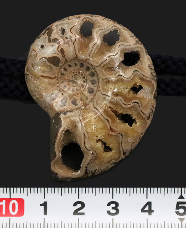 アンモナイト　化石　49g 海松　30g ループタイ　2品まとめて アンモナイトループタイ 化石ジュエリー宝石販売ルーム