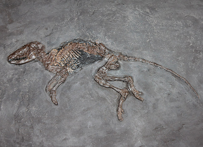 ５０年の歴史を持つスーパーコレクション！現地国立大学の著名研究者による鑑定書付き。ドイツ・メッセルピット産の哺乳類、マクロクラニオン・ツパイオドン（Macrocranion tupaiodon）のパーフェクト化石。軟組織あり（その1）
