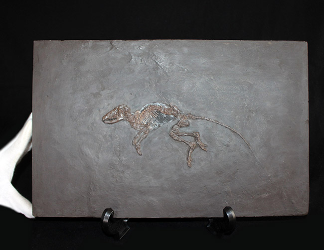 ５０年の歴史を持つスーパーコレクション！現地国立大学の著名研究者による鑑定書付き。ドイツ・メッセルピット産の哺乳類、マクロクラニオン・ツパイオドン（Macrocranion tupaiodon）のパーフェクト化石。軟組織あり（その10）