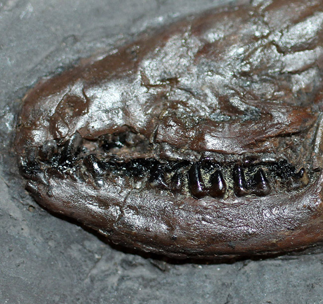５０年の歴史を持つスーパーコレクション！現地国立大学の著名研究者による鑑定書付き。ドイツ・メッセルピット産の哺乳類、マクロクラニオン・ツパイオドン（Macrocranion tupaiodon）のパーフェクト化石。軟組織あり（その11）