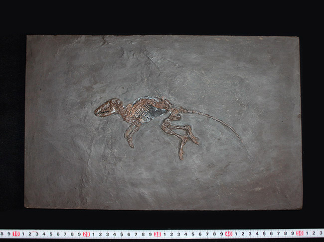 ５０年の歴史を持つスーパーコレクション！現地国立大学の著名研究者による鑑定書付き。ドイツ・メッセルピット産の哺乳類、マクロクラニオン・ツパイオドン（Macrocranion tupaiodon）のパーフェクト化石。軟組織あり（その13）