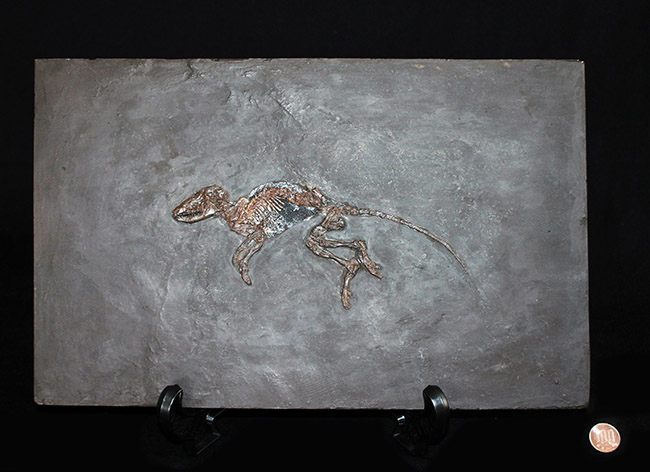 ５０年の歴史を持つスーパーコレクション！現地国立大学の著名研究者による鑑定書付き。ドイツ・メッセルピット産の哺乳類、マクロクラニオン・ツパイオドン（Macrocranion tupaiodon）のパーフェクト化石。軟組織あり（その14）