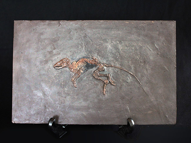 ５０年の歴史を持つスーパーコレクション！現地国立大学の著名研究者による鑑定書付き。ドイツ・メッセルピット産の哺乳類、マクロクラニオン・ツパイオドン（Macrocranion tupaiodon）のパーフェクト化石。軟組織あり（その2）