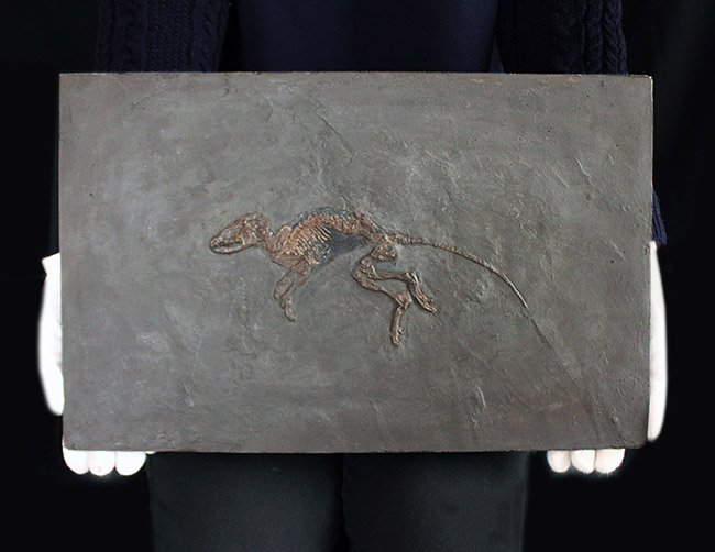 ５０年の歴史を持つスーパーコレクション！現地国立大学の著名研究者による鑑定書付き。ドイツ・メッセルピット産の哺乳類、マクロクラニオン・ツパイオドン（Macrocranion tupaiodon）のパーフェクト化石。軟組織あり（その3）