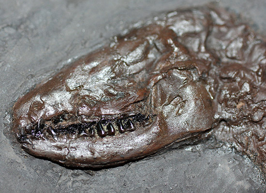 ５０年の歴史を持つスーパーコレクション！現地国立大学の著名研究者による鑑定書付き。ドイツ・メッセルピット産の哺乳類、マクロクラニオン・ツパイオドン（Macrocranion tupaiodon）のパーフェクト化石。軟組織あり（その4）