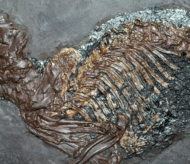 ５０年の歴史を持つスーパーコレクション！現地国立大学の著名研究者による鑑定書付き。ドイツ・メッセルピット産の哺乳類、マクロクラニオン・ツパイオドン（Macrocranion tupaiodon）のパーフェクト化石。軟組織あり（その5）