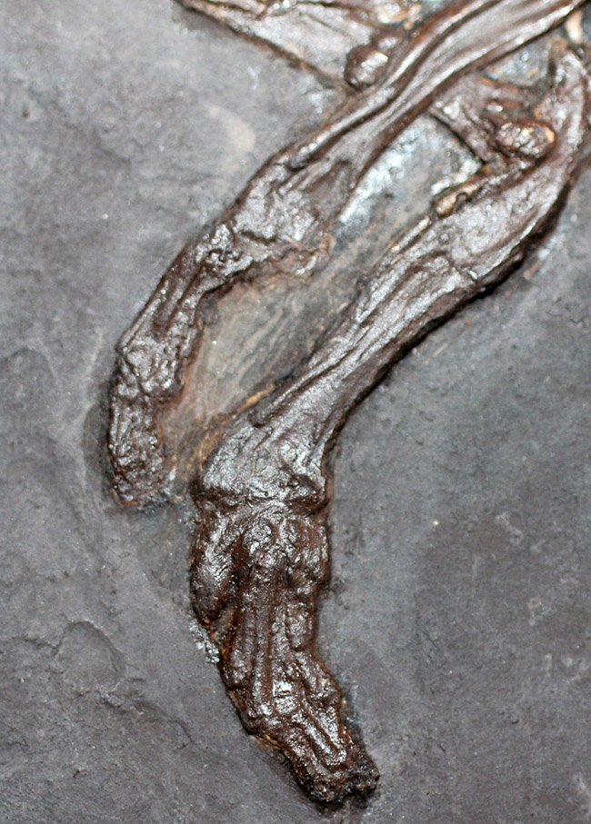 ５０年の歴史を持つスーパーコレクション！現地国立大学の著名研究者による鑑定書付き。ドイツ・メッセルピット産の哺乳類、マクロクラニオン・ツパイオドン（Macrocranion tupaiodon）のパーフェクト化石。軟組織あり（その7）