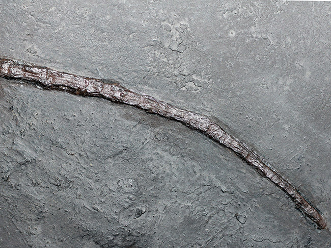 ５０年の歴史を持つスーパーコレクション！現地国立大学の著名研究者による鑑定書付き。ドイツ・メッセルピット産の哺乳類、マクロクラニオン・ツパイオドン（Macrocranion tupaiodon）のパーフェクト化石。軟組織あり（その9）