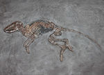 ５０年の歴史を持つスーパーコレクション！現地国立大学の著名研究者による鑑定書付き。ドイツ・メッセルピット産の哺乳類、マクロクラニオン・ツパイオドン（Macrocranion tupaiodon）のパーフェクト化石。軟組織あり