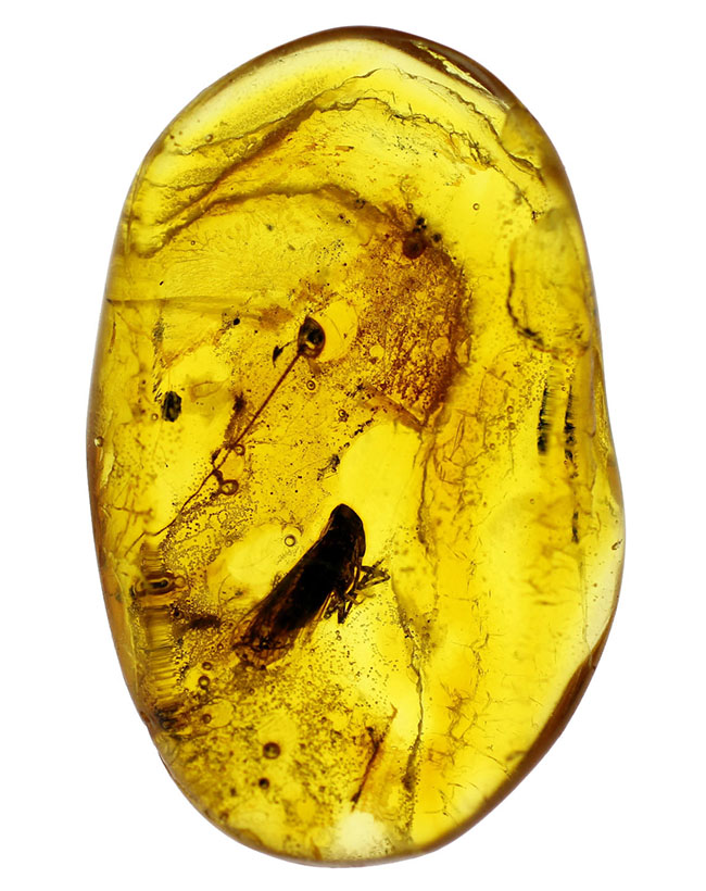 セミを小さくしたような姿で知られるヨコバイ亜目の虫が内包されたバルト海産の琥珀（Amber）（その2）
