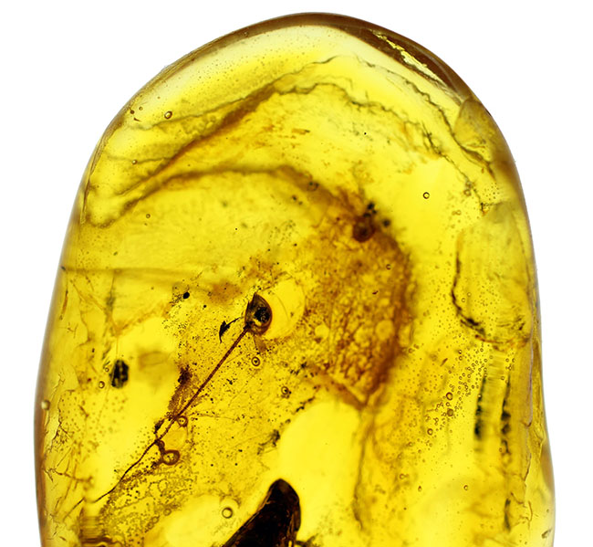 セミを小さくしたような姿で知られるヨコバイ亜目の虫が内包され
