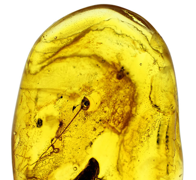 セミを小さくしたような姿で知られるヨコバイ亜目の虫が内包されたバルト海産の琥珀（Amber）（その3）