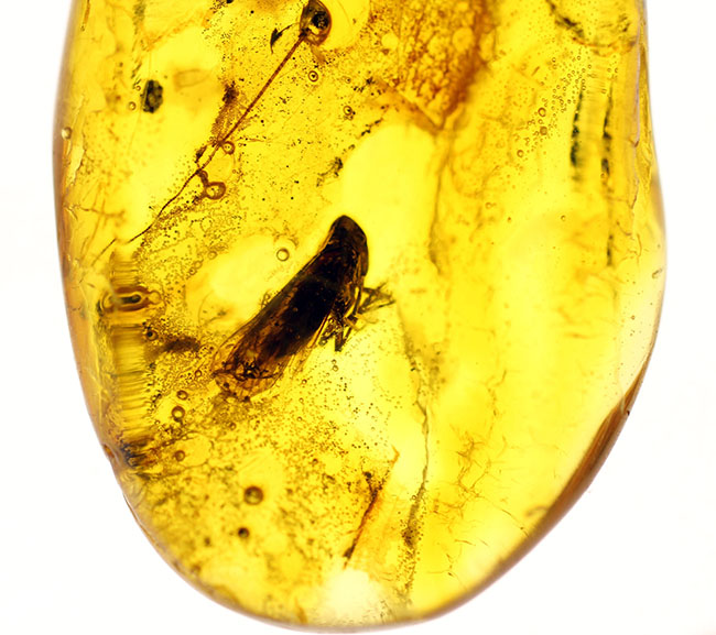 セミを小さくしたような姿で知られるヨコバイ亜目の虫が内包されたバルト海産の琥珀（Amber）（その4）