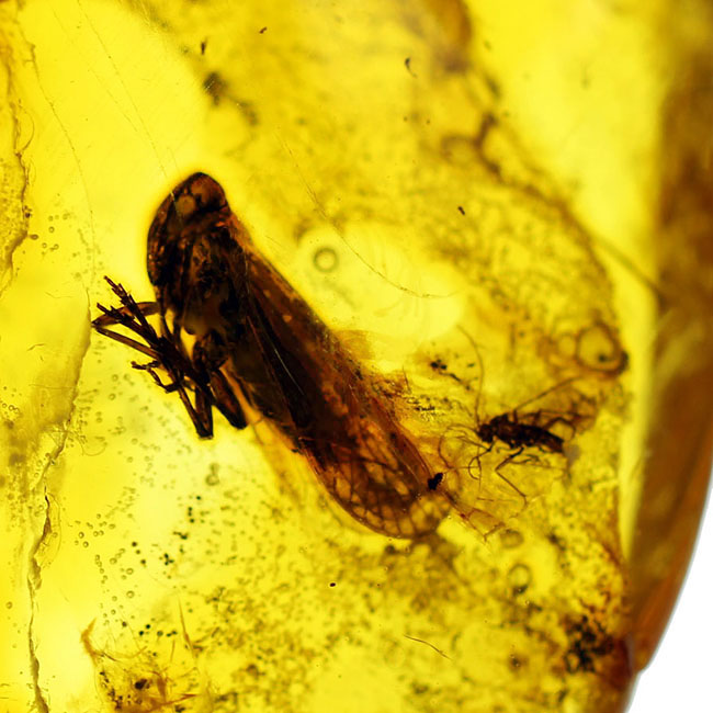 セミを小さくしたような姿で知られるヨコバイ亜目の虫が内包されたバルト海産の琥珀（Amber）（その5）