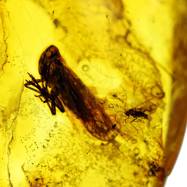 セミを小さくしたような姿で知られるヨコバイ亜目の虫が内包されたバルト海産の琥珀(Amber)(その5)