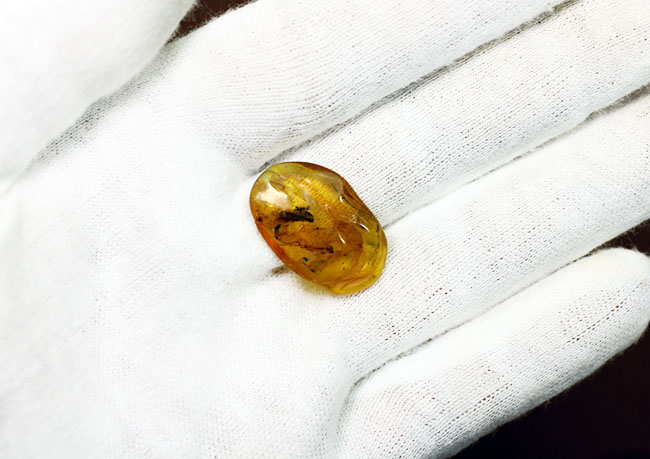 セミを小さくしたような姿で知られるヨコバイ亜目の虫が内包されたバルト海産の琥珀（Amber）（その6）