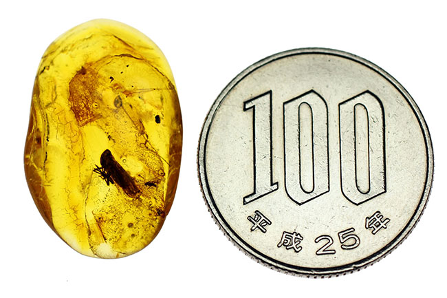 セミを小さくしたような姿で知られるヨコバイ亜目の虫が内包されたバルト海産の琥珀（Amber）（その7）