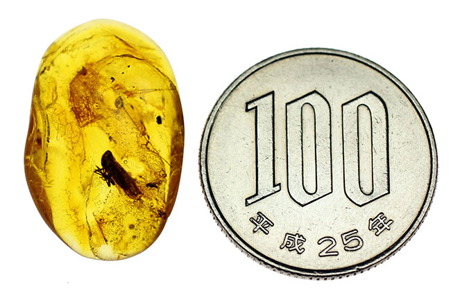 セミを小さくしたような姿で知られるヨコバイ亜目の虫が内包されたバルト海産の琥珀(Amber)(その7)