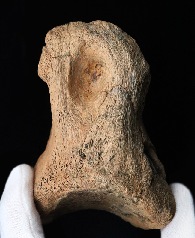 2006年のショーで登場した極上のオールドコレクション！恐竜キング