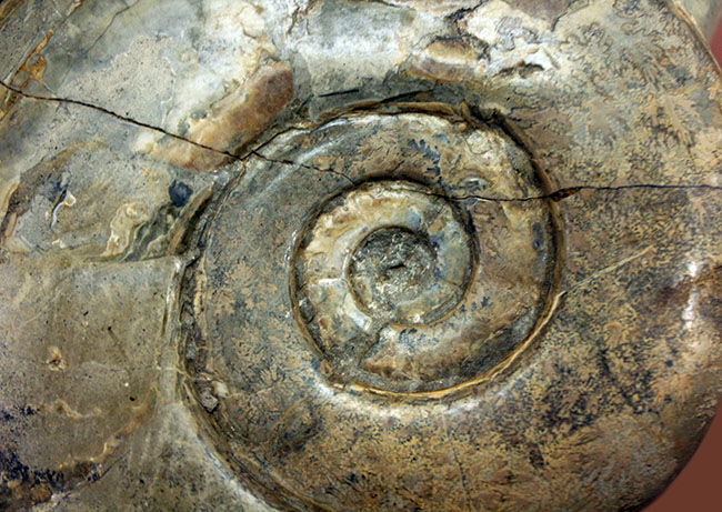 リーズナブルプライスにてご紹介！直径12.5センチの国産アンモナイト、1800グラムの特大標本。母岩付き。（その3）