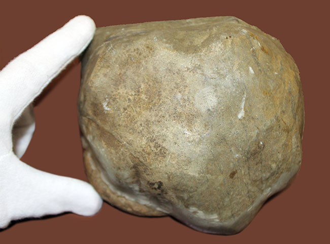 リーズナブルプライスにてご紹介！直径12.5センチの国産アンモナイト、1800グラムの特大標本。母岩付き。（その4）