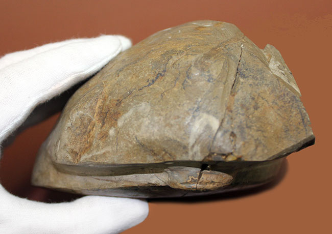 リーズナブルプライスにてご紹介！直径12.5センチの国産アンモナイト、1800グラムの特大標本。母岩付き。（その5）