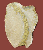 イギリス産の典型的なハチノスサンゴ、ファボシテス（Favorsites gothlandicus）