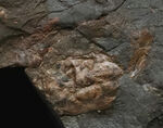 甲羅の凸凹も明瞭に保存された国産カニ化石