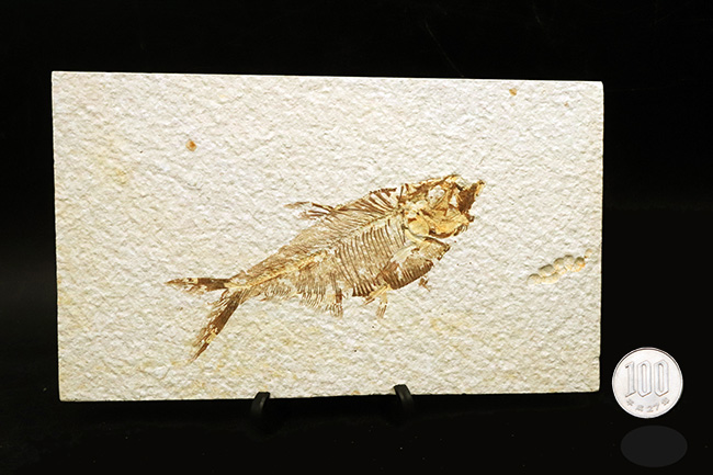 美麗！米国ワイオミング州グリーン・リバー層で発見された肉食淡水魚
