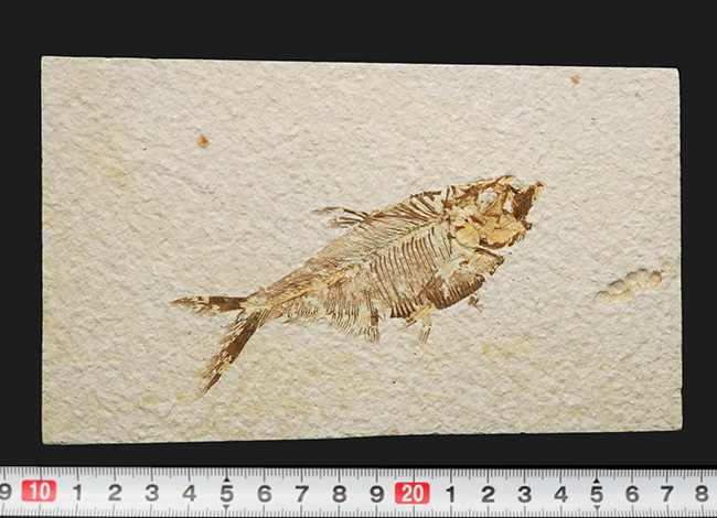 ディプロミスタスの化石 古代魚の化石 約6.5センチ×5センチ ディプロミスタスの化石 古代魚の化石 約6.5センチ×5センチ 4