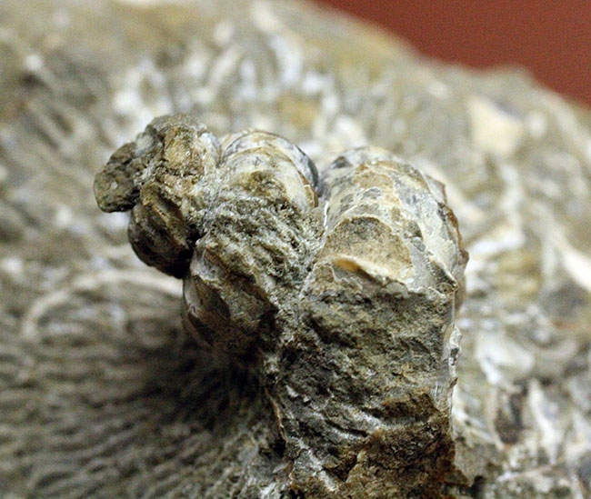 アイノセラス　アンモナイト異常巻き ベリーレア！「アイヌの神」の名を持つ異常巻きアンモナイト