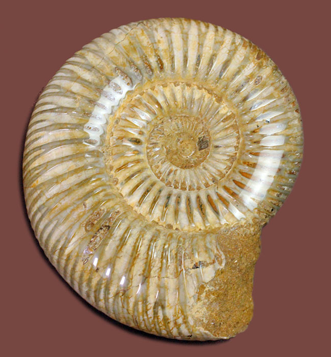 ジュラ紀中期から後期を代表するマダガスカル産のアンモナイトペリスフィンクテス(Perisphinctes sp.)(その1)
