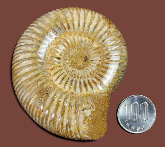 ジュラ紀中期から後期を代表するマダガスカル産のアンモナイトペリスフィンクテス（Perisphinctes sp.）（その10）