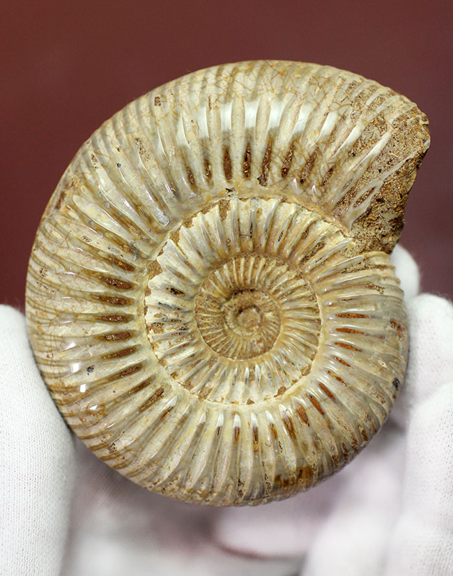 ジュラ紀中期から後期を代表するマダガスカル産のアンモナイトペリスフィンクテス(Perisphinctes sp.)(その2)