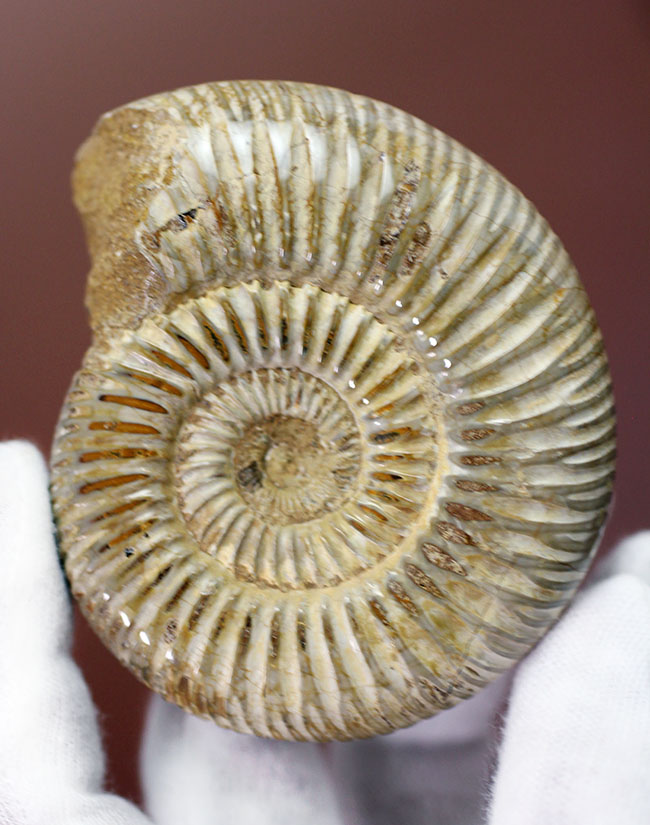 ジュラ紀中期から後期を代表するマダガスカル産のアンモナイトペリスフィンクテス(Perisphinctes sp.)(その3)