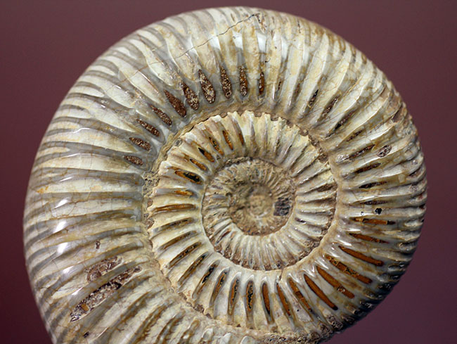 ジュラ紀中期から後期を代表するマダガスカル産のアンモナイトペリスフィンクテス（Perisphinctes sp.）（その4）