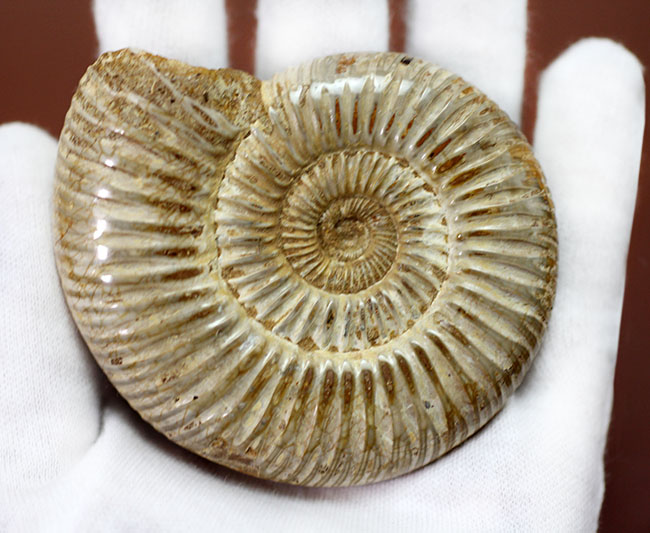 ジュラ紀中期から後期を代表するマダガスカル産のアンモナイトペリスフィンクテス(Perisphinctes sp.)(その5)