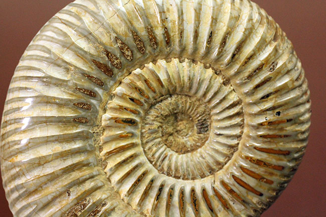 ジュラ紀中期から後期を代表するマダガスカル産のアンモナイトペリスフィンクテス(Perisphinctes sp.)(その6)