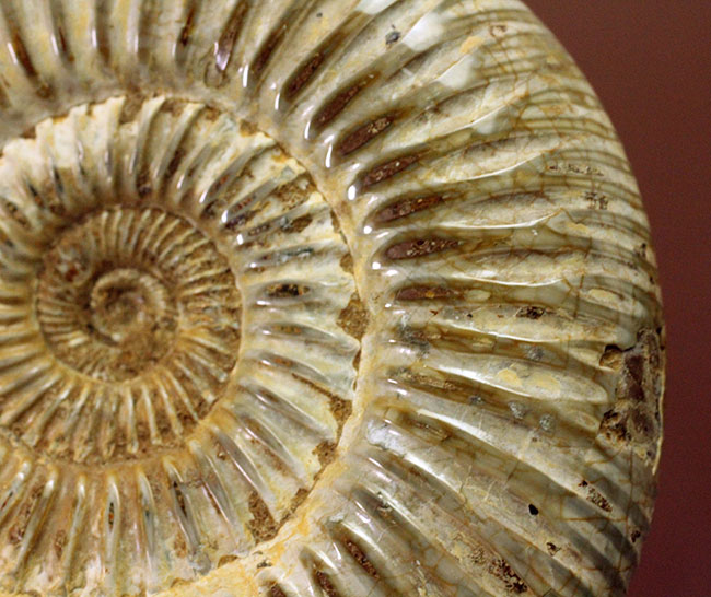 ジュラ紀中期から後期を代表するマダガスカル産のアンモナイトペリスフィンクテス(Perisphinctes sp.)(その7)