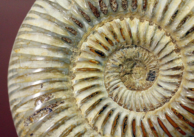 ジュラ紀中期から後期を代表するマダガスカル産のアンモナイトペリスフィンクテス(Perisphinctes sp.)(その8)