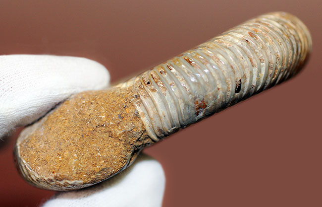 ジュラ紀中期から後期を代表するマダガスカル産のアンモナイトペリスフィンクテス(Perisphinctes sp.)(その9)