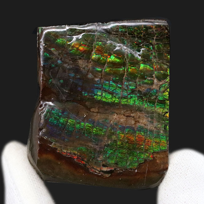グリーンドラゴン！見事な鱗模様が見られるカナダ・アルバータで発見されたアンモライト（Ammolite）の原石（その2）