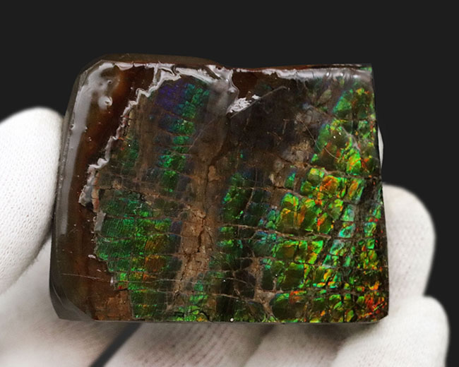 グリーンドラゴン！見事な鱗模様が見られるカナダ・アルバータで発見されたアンモライト（Ammolite）の原石（その3）