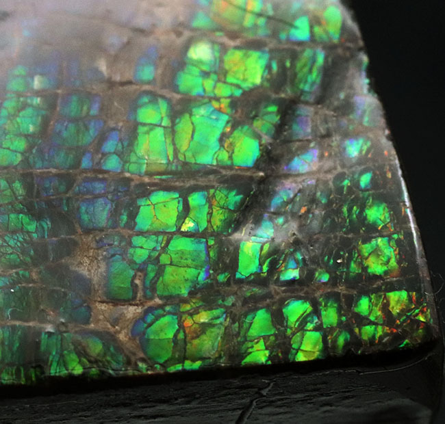 グリーンドラゴン！見事な鱗模様が見られるカナダ・アルバータで発見されたアンモライト（Ammolite）の原石（その4）
