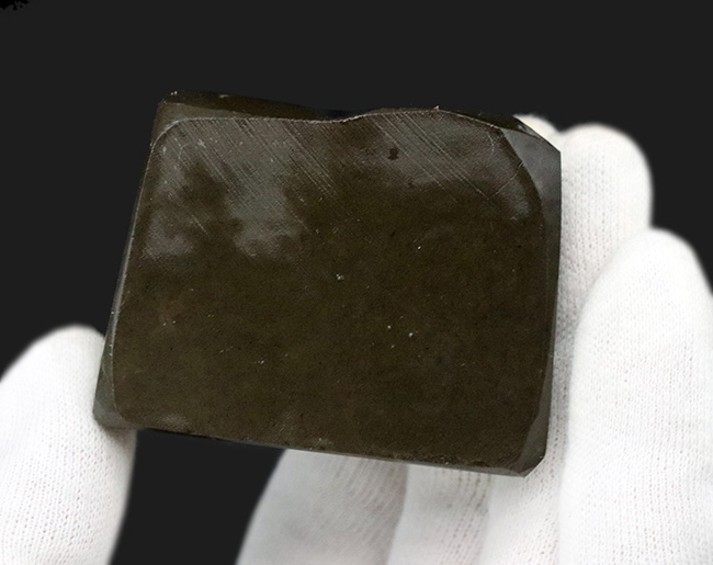 グリーンドラゴン！見事な鱗模様が見られるカナダ・アルバータで発見されたアンモライト（Ammolite）の原石（その6）