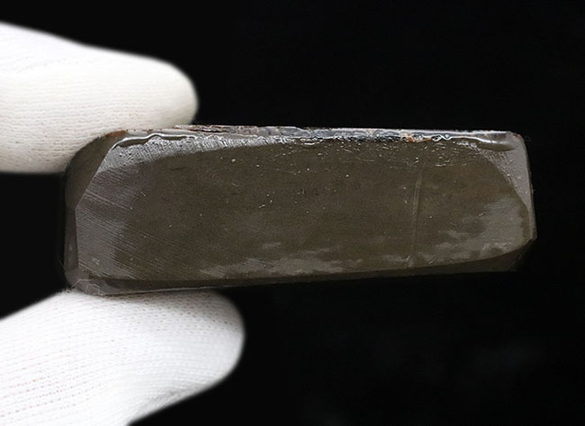 グリーンドラゴン！見事な鱗模様が見られるカナダ・アルバータで発見されたアンモライト（Ammolite）の原石（その7）